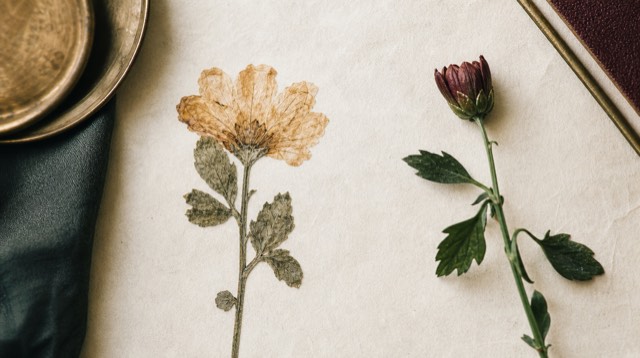 Abstract still life: a pressed dried flower beside a fresh bud on pale paper