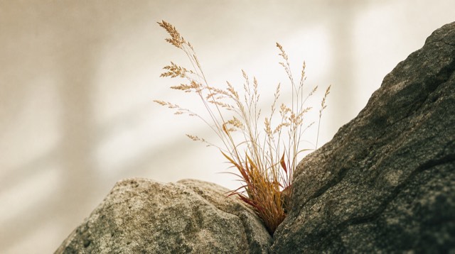 Abstract still life: fine golden grasses growing from a stone crevice in backlight